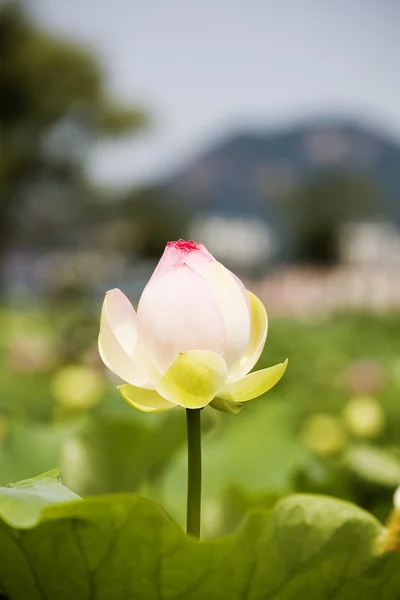 Lotus in the pond — Stock Photo, Image