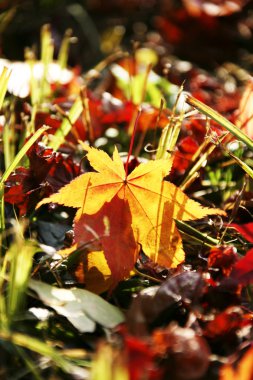 Sonbaharda dökülen yapraklar