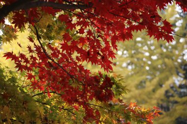 Akçaağaç yaprakları sonbaharda