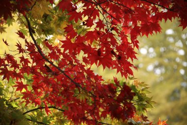 Akçaağaç yaprakları sonbaharda