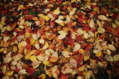 Renkli sonbahar yaprakları