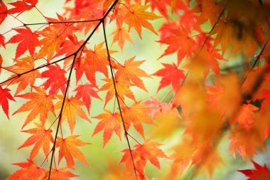 Renkli sonbahar yaprakları