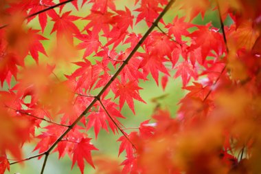 Renkli sonbahar yaprakları