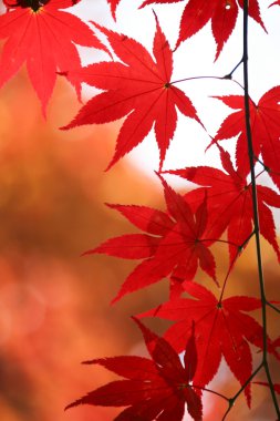 Renkli sonbahar yaprakları