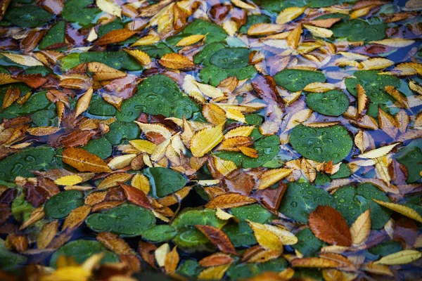 Fallen leaves in autumn — Stock Photo, Image