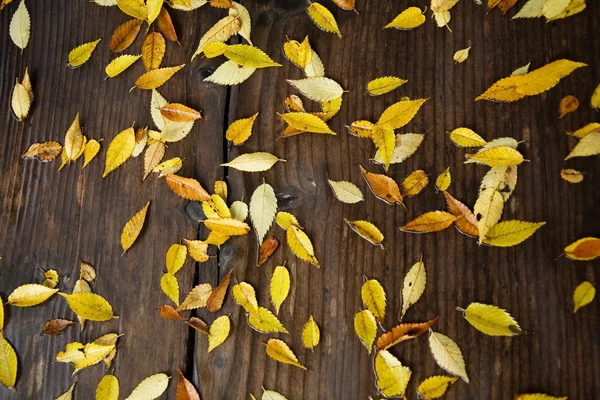 秋に落ち葉 — ストック写真