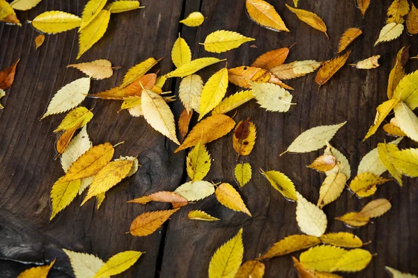 Опавшие листья осенью — стоковое фото