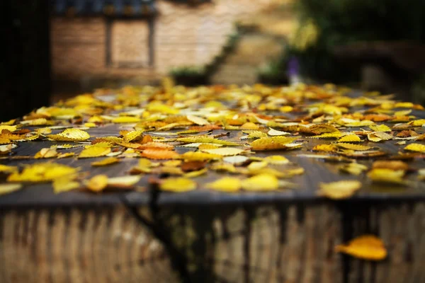 Jesienią opadły liście — Zdjęcie stockowe