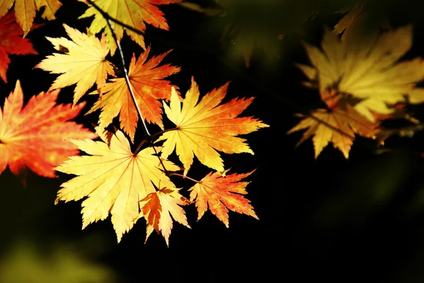 Feuilles d'automne colorées — Photo