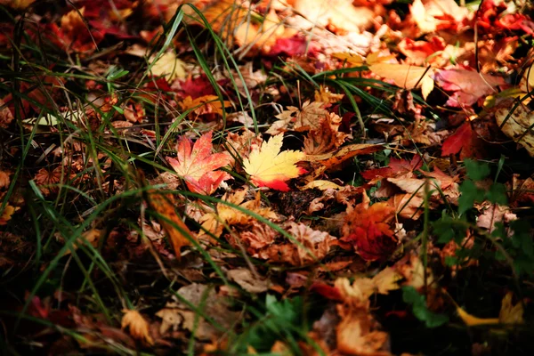 Feuilles tombées en automne — Photo