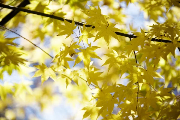 Красочные осенние листья — стоковое фото