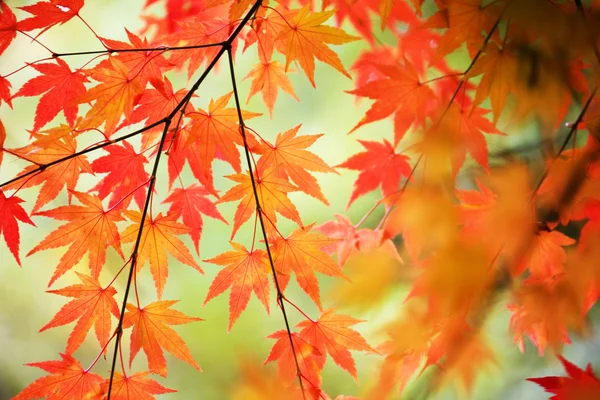 Foglie colorate autunno — Foto Stock