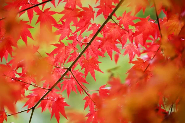 Hojas de otoño colorido —  Fotos de Stock