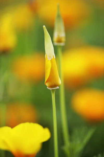 Gelbe Mohnblumen — Stockfoto