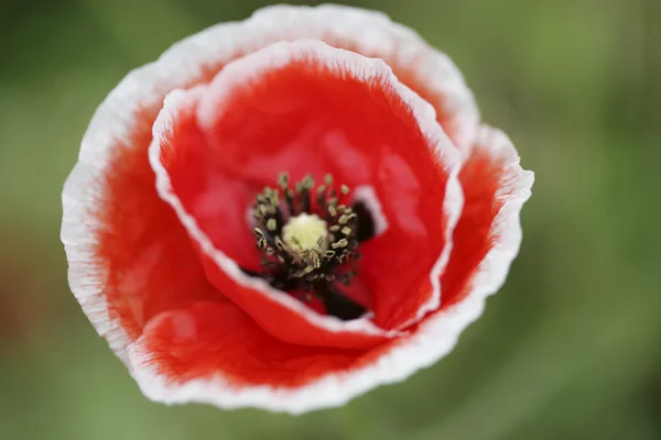 Flor de amapola — Foto de Stock