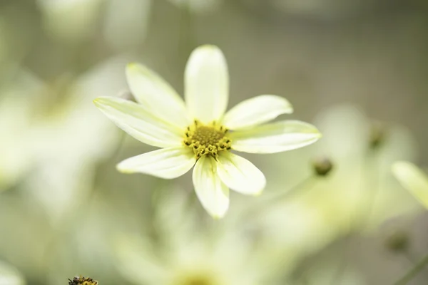 Wildblumen im Freizeitpark Garten paju — Stockfoto