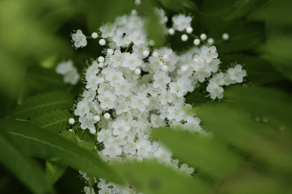 Vogelbeerenblüte — Stockfoto