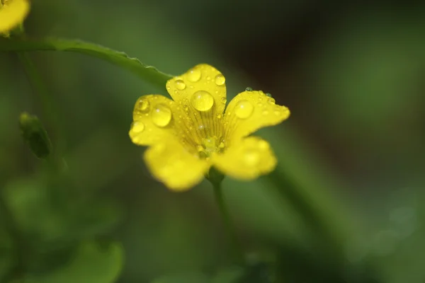 Kleine gelbe Oxalis im Garten — Stockfoto