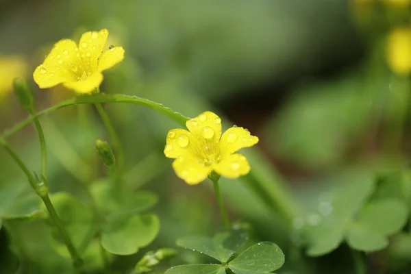 Kleine gelbe Oxalis im Garten — Stockfoto