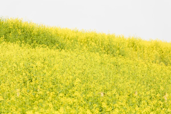 Campo fiori gialli — Foto Stock