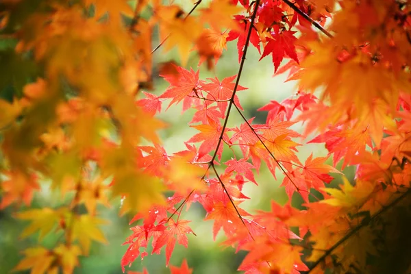 カラフルな紅葉 ストック写真