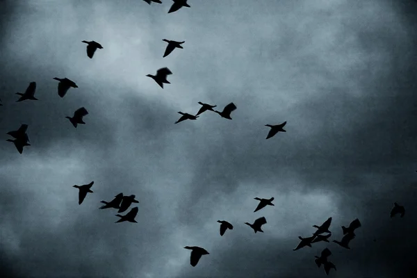 Flyttfåglar på himlen Stockbild
