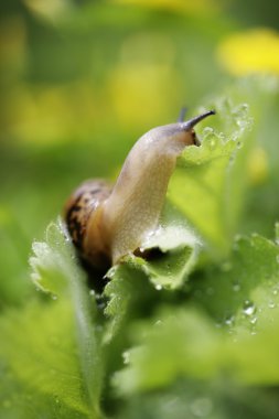 bitki üzerinde sürünen bir bahçe salyangozu, yakın çekim
