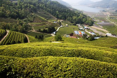 Boseong yeşil çay alanı