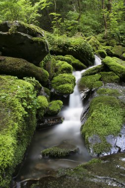 jangjeon vadisi