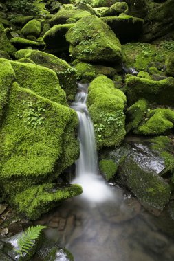 jangjeon vadisi