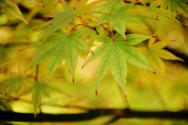 Akçaağaç yaprakları sonbaharda