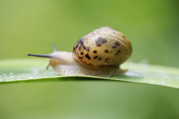 Close up of a garden snail crawling on plant — Stock Photo, Image