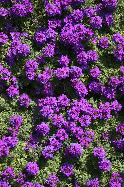 Beautiful Flowers — Stock Photo, Image