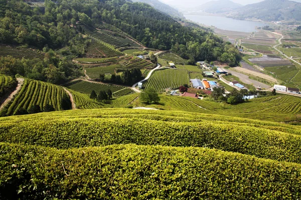 Бозон зеленого чайного поля — стокове фото