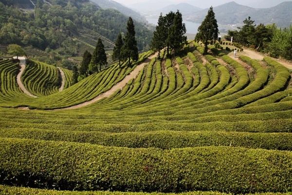 Campo de chá verde de Boseong — Fotografia de Stock