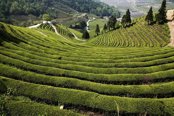 Campo de chá verde de Boseong — Fotografia de Stock