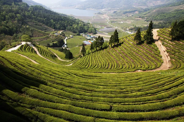 Campo da tè verde di Boseong — Foto Stock