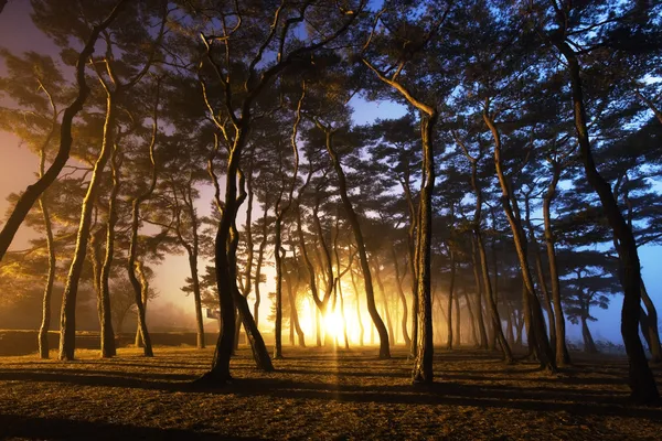 松の森 — ストック写真
