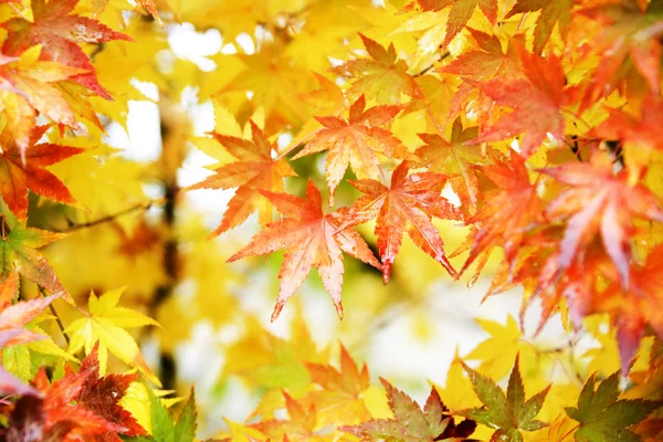 Hojas de arce en otoño —  Fotos de Stock