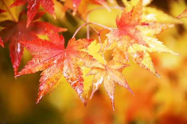 Foglie d'acero in autunno — Foto Stock