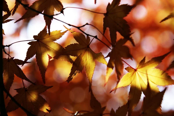 Esdoornblad in de herfst — Stockfoto