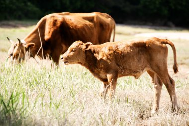 buzağı ve alanında bir inek