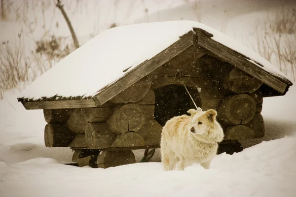 Watchdog na farmie owiec — Zdjęcie stockowe