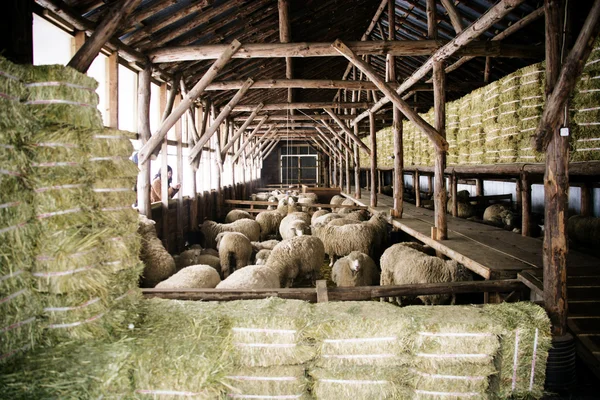 Rancho de ovejas Daegwallyeong —  Fotos de Stock