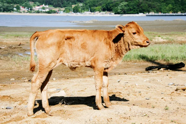 Kalf op het veld — Stockfoto