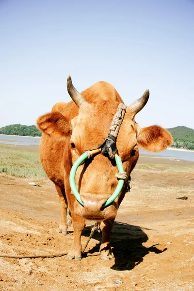 Tied cow on field — Stock Photo, Image