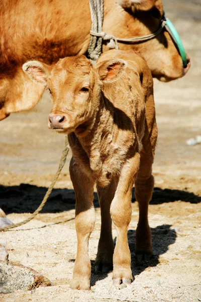 Calf and a cow on the field — Stock Photo, Image