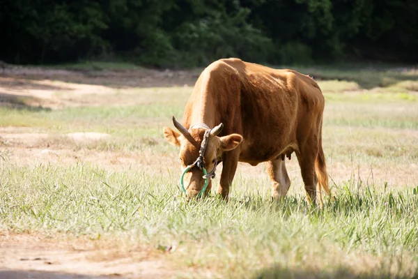Связанная корова на поле — стоковое фото