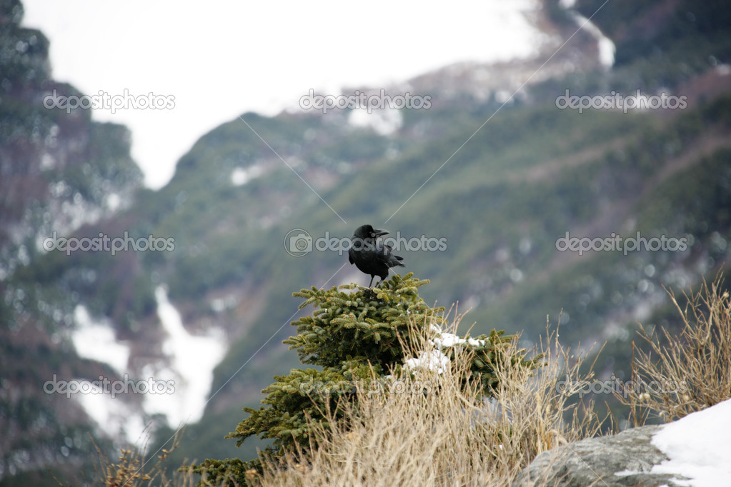 Small bird on a bush in the mountains