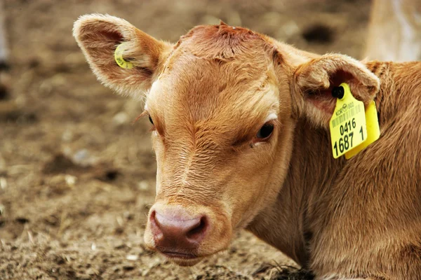 Calf at the farm — Stock Photo, Image